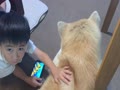 秋田犬すずらん　動画を見ながらナデナデ