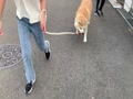 秋田犬すずらん　お孫ちゃん達と朝散歩1